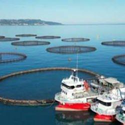 Doğu Karadeniz'de somon hasadı başladı