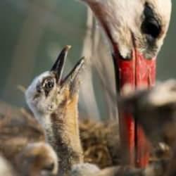 Yaren leylek 4'ledi: Adem amca, dedeliğe terfi etti