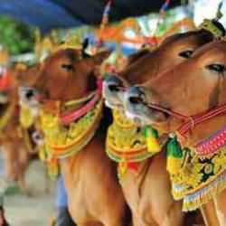 Ger&ccedil;eği duyunca şok olacaksınız! Hindistan'da ineğin kutsal sayılmasının sebebi...