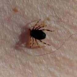 Kabus geri döndü! Uzmanlardan uyarı: Kurban Bayramı dönemine dikkat!