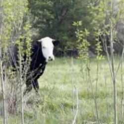 "Kezban teyze"nin kaybolan düvesi dron sayesinde bulundu