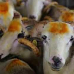 İşte Kızılay'ın kurban vekalet fiyatları