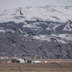Kuş &ccedil;eşitliliğinin korunması i&ccedil;in g&ouml;&ccedil; rotaları haritalandırılacak