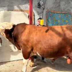 "Paşa" isimli 1 ton 200 kiloluk kurbanlığın fiyatını duyan kulaklarına inanamadı 