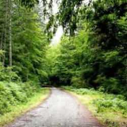 Sadece yetkililer girebilecek! O şehirde ormanlık alanlara girişe yasak getirildi