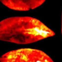 Bilim insanlarından ölüm anıyla ilgili çarpıcı keşif: Vücudumuz soluk ışık yayıyor!