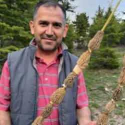 Dağlarda yetişiyor! Bölge halkı ekip kurdu: 'Altın bulsak belki bu kadar sevinmeyiz'
