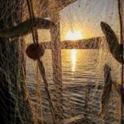 Balon balığı avcılığına yönelik destekleme tutarı artırıldı