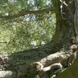 Bursa'da g&ouml;r&uuml;nt&uuml;lendi: Devasa yılanı g&ouml;ren &ccedil;ift&ccedil;i şoke oldu!