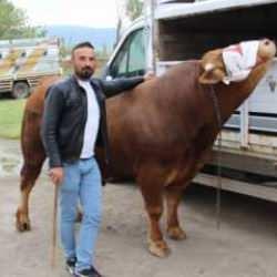 380 bin TL'ye alıcı bekliyor: Kurbanlığın ağırlığını &ouml;ğrenen şaştı kaldı 