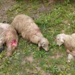 Erzincan'da içler acısı manzara: 60 koyun telef oldu! 