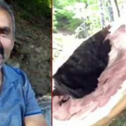 Bolu'da feci kaza: &Uuml;zerine ağa&ccedil; devrilen iş&ccedil;i &ouml;ld&uuml;!