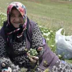 Tam bir mide ve bağırsak dostu! Kilogramı 100-150 TL arasında satılıyor