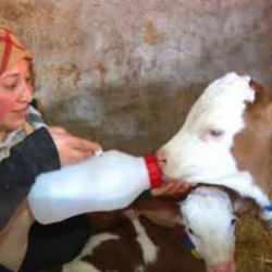 'Kadınsın yapamazsın' diyenlere kulak asmadı, çiftlik kurdu