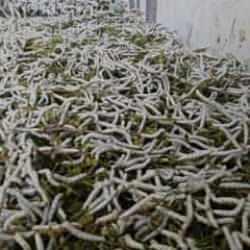 Osmanlı'dan kaldı, 150 ailenin ge&ccedil;im kaynağı oldu: Kilogramı bin liradan satılıyor 