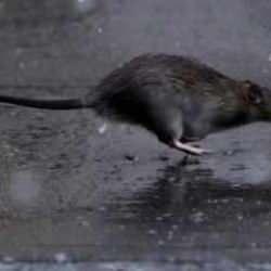 ABD&rsquo;de &ouml;l&uuml;mc&uuml;l bakteri krizi! Şehirdeki farelerden yayılmaya başladı