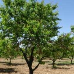 Zirai don yüzünden umutları tükenmişti! Yeşeren ağaçlar çiftçilerin yüzünü güldürdü!