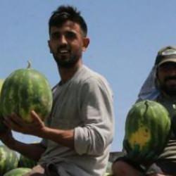 Hasat başladı, kilosu belli oldu