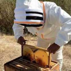 Arıcılara 984,6 milyon lira destek