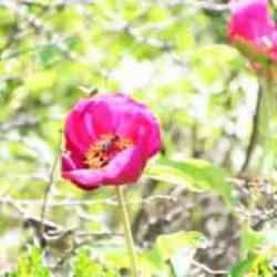 Cezası 557.212 TL! Yalnızca 15 gün ömrü olan bu laleyi koparan kişiler yandı