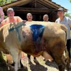 &Ccedil;ift başlı buzağı, sezaryen doğumla d&uuml;nyaya geldi