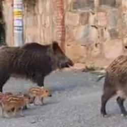 Ayı ve yaban domuzu halk sağlığını tehdit ediyor