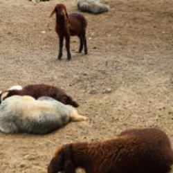 Meraya zehir döküldü iddiası! Manzara korkunç: 77 hayvan telef oldu!