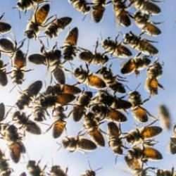 Korkutan gelişme! Toplu arı ölümleri arttı