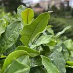 İklim krizi çay yetiştirilen alanları daraltabilir