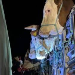 İstanbul'a kurbanlık hayvan girişleri başladı