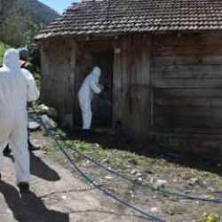 Ana vatanı Çin, Japonya, Tayvan! Çiftçinin belası Sakarya'da da görüldü