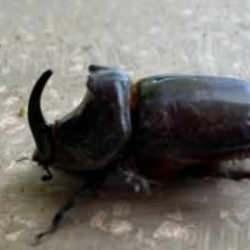 Manisa'da bulundu: Dünyanın en güçlü böceği olarak biliniyor