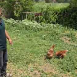 Tilkiyi bah&ccedil;ede yakalayınca mizahı patlattı: 'Kanun namına teslim ol'