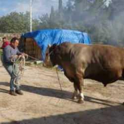 3 yaşındaki kurbanlığın ağırlığı 1,5 ton! Araba parasına satılıyor
