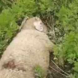 Sahipsiz sokak köpekleri üreticinin koyunlarını telef etti