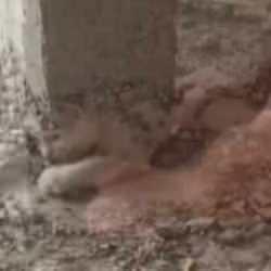 Şanlıurfa'da akıl almaz olay!