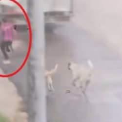 Sokak köpeği saldırısı devam ediyor! Başıboş köpekler çocuğu kovaladı
