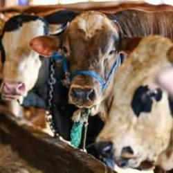 Taksitle kurban alınır mı, caiz midir? Diyanet &ouml;nemli a&ccedil;ıklamaya imza attı!