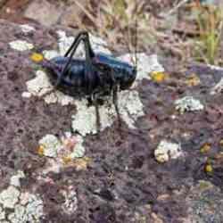 Yamyam cırcır b&ouml;cekleri istila etti! Kar k&uuml;reme ara&ccedil;ları devrede