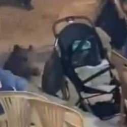 Yer: Muğla! D&uuml;ğ&uuml;ne dalan yaban domuzu ortalığı birbirine kattı