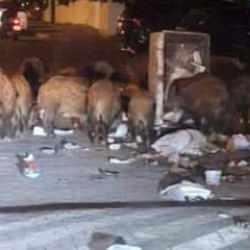 Yer: Muğla! Toplanmayan &ccedil;&ouml;pler ve yaban domuzları vatandaşı canından bezdirdi!