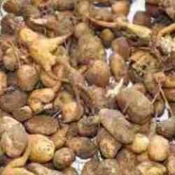 Denizli'de bu bitkiyi toplayana 547 bin TL ceza kesildi