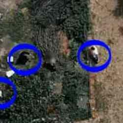  7,5 yıl hapisle aranan hükümlü dronla adım adım takip edildi