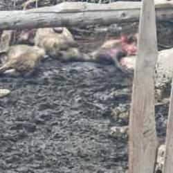 Manzarayı görenin içi yandı! Tam 25 koyunu telef oldu 