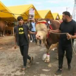 650 bin liralık boğa satılmadı! Barış mesajıyla Cumhurbaşkanı'na hediye ediliyor 