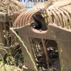 Siirt'te yasa dışı keklik avına 43 bin lira ceza kesildi