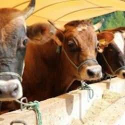 Acemi kasapların el kesilmelerine son veren ürün