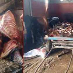 Adana'da gıda skandalı: Tonlarca at eti ele geçirildi!