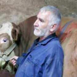 Araba fiyatına tosun! Bir ton 200 kiloluk "Memati" satıldı!