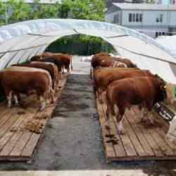 Bağcılar’da kurban pazarının gözdesi 'Şampiyon' oldu